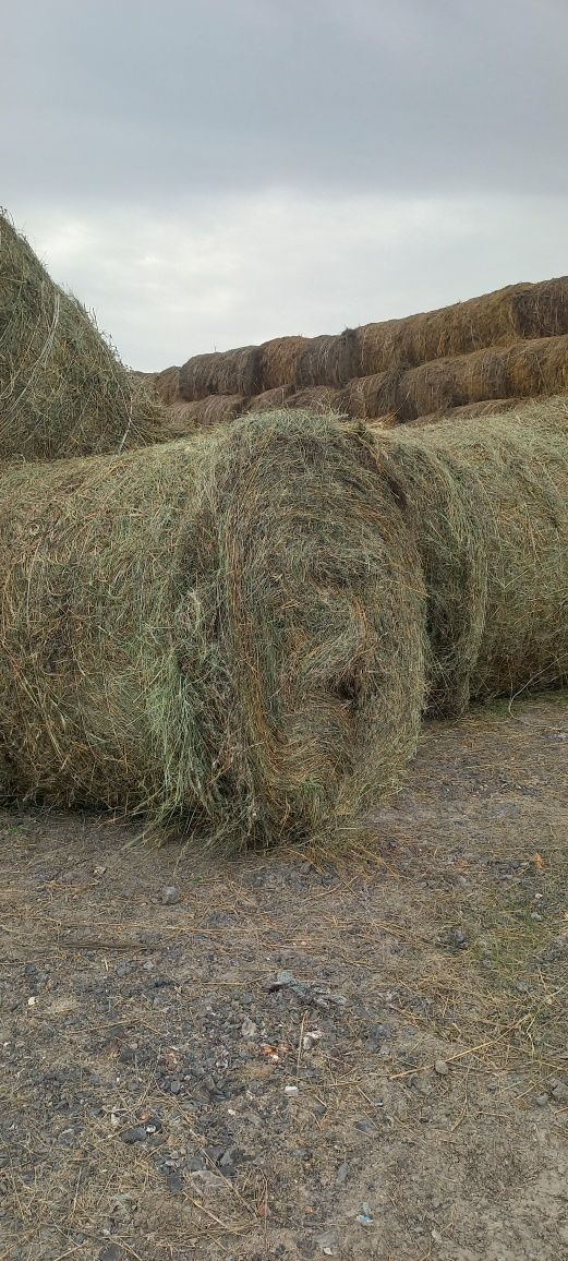 Продам  сена все вопросы по телефону.