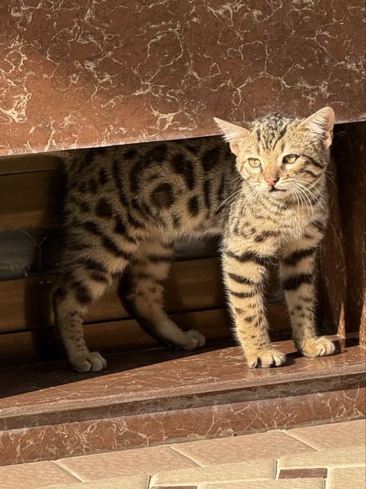 Продается чистокровный бенгальсикй котенок