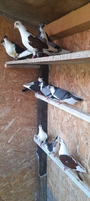Disponibili jucătorii de galați