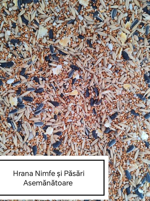 Hrana Peruși,Nimfe Canari,Exotic,Indigen,Papagali Mari