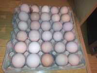 Домашние яйца, ЭКО продукт, ( не для инкубации)
