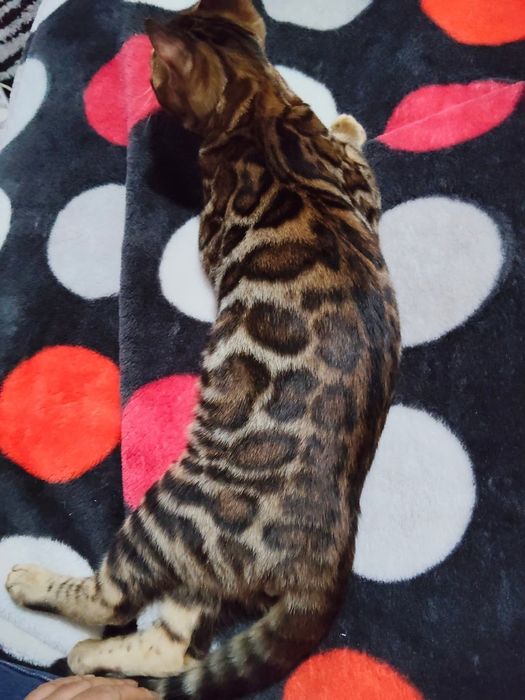 Pui Bengal - Felisa Internationala Lady Daiana