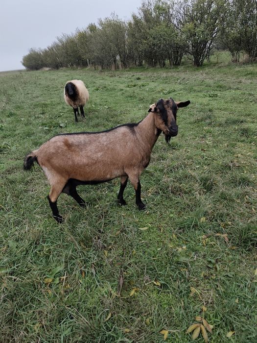 Vând Animale de rasa