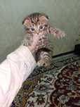 Zotor muwuk onasi Shatlanskiy visla uxla adasi bengal