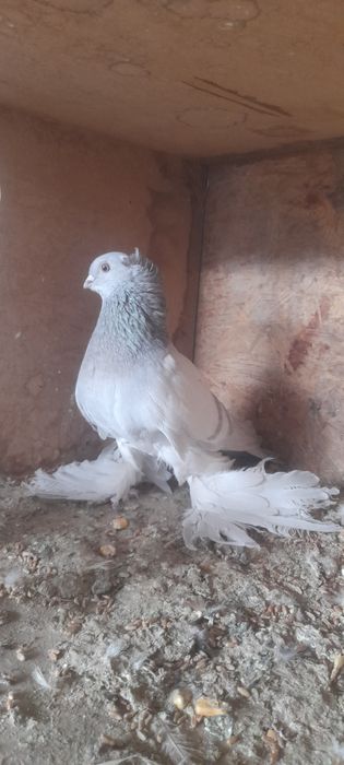 Продам голубей на игру.