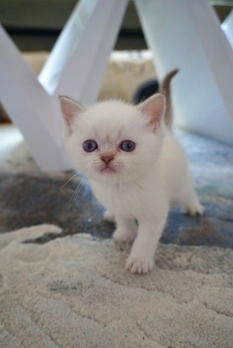 Шотландски и британски котки