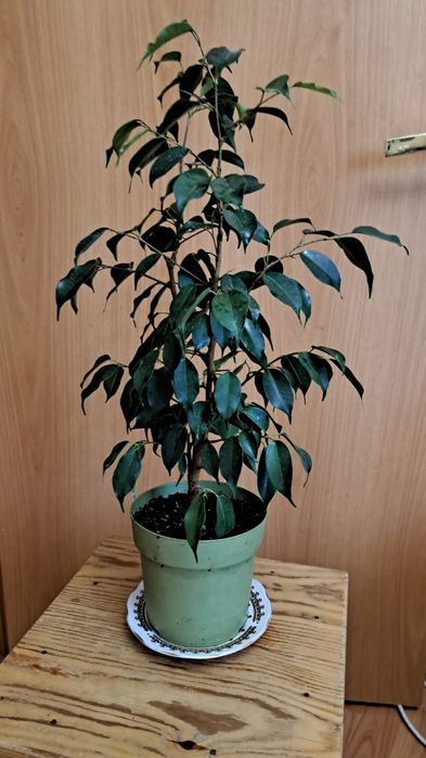 Фикус мелколистный