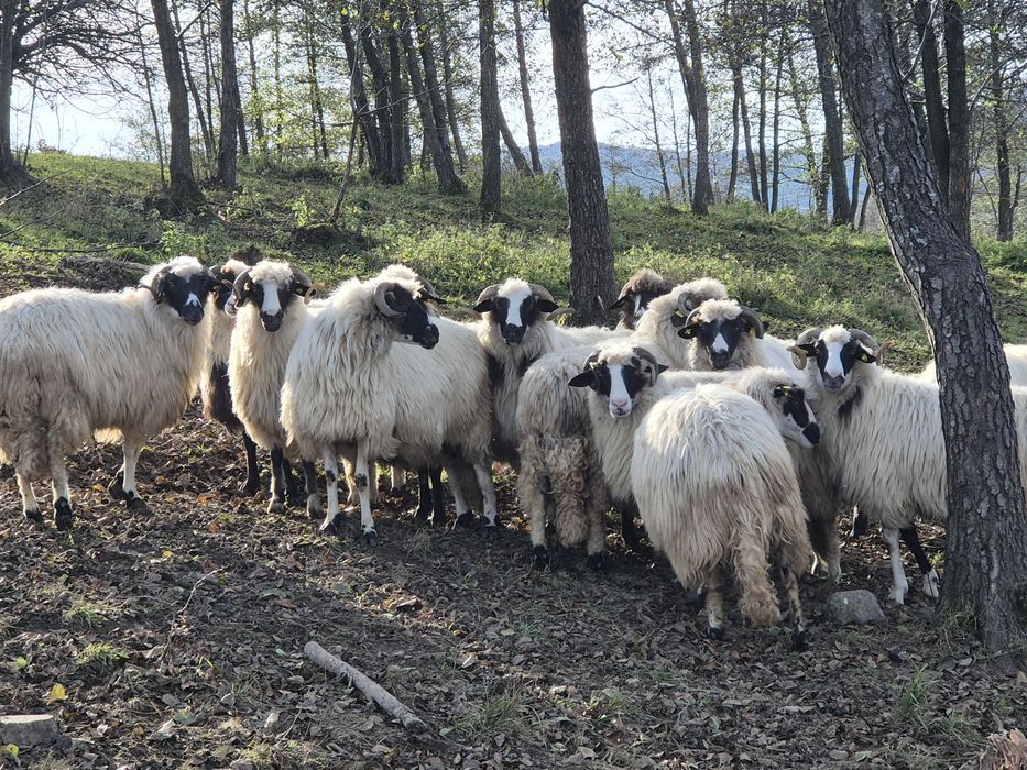 Vand 14 oi și un berbec  , doar una este la a 4 fatare .