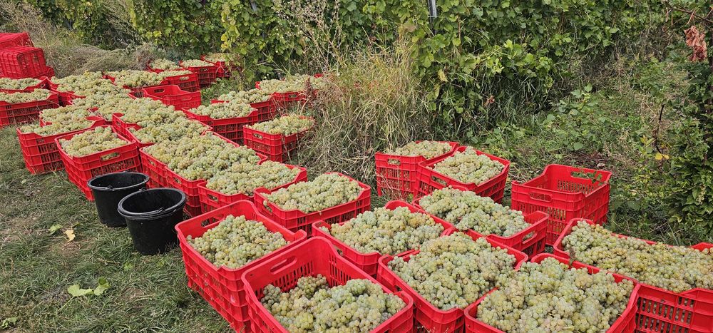Strugurii de vin albi.