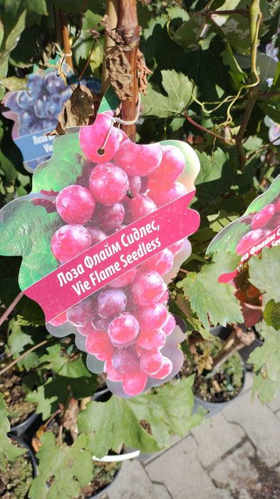 Vita de vie la ghiveci anul 3 pe rod de masa cu si fara samburi