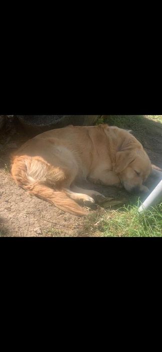 Donez cațeluși golden cu metis