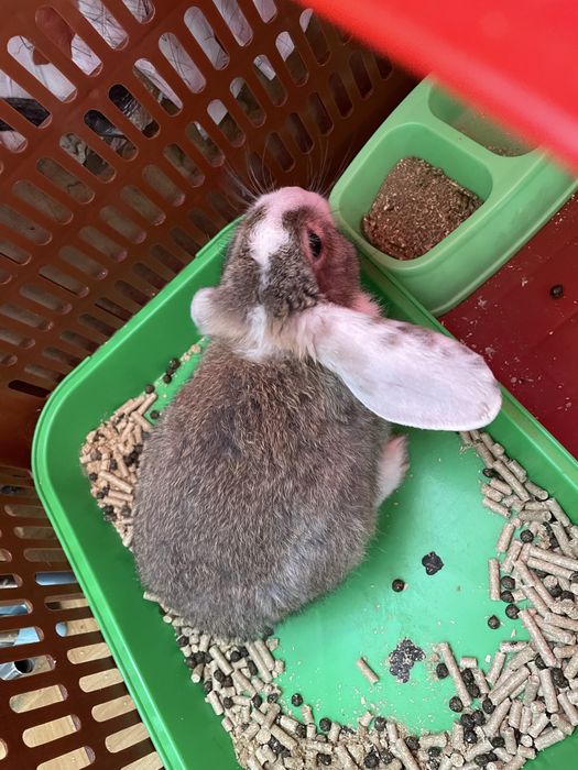 Породистый кролик продаеться