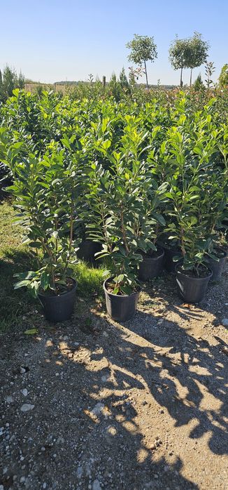 Cupressocyparis leylandii  - Arizonica - Gold