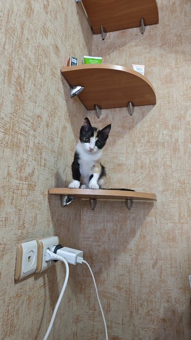 Котенок трехцветка в добрые руки