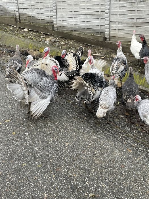 Curcani de vânzare – crescuți natural