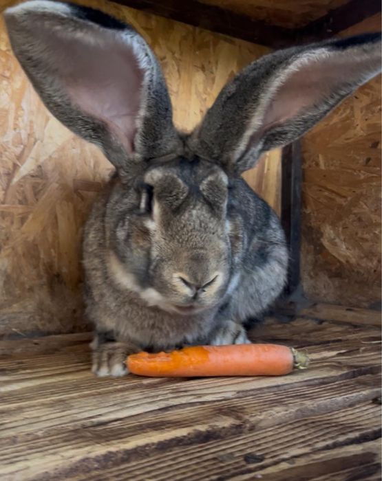 Iepure mascul uriaș german - 14 luni