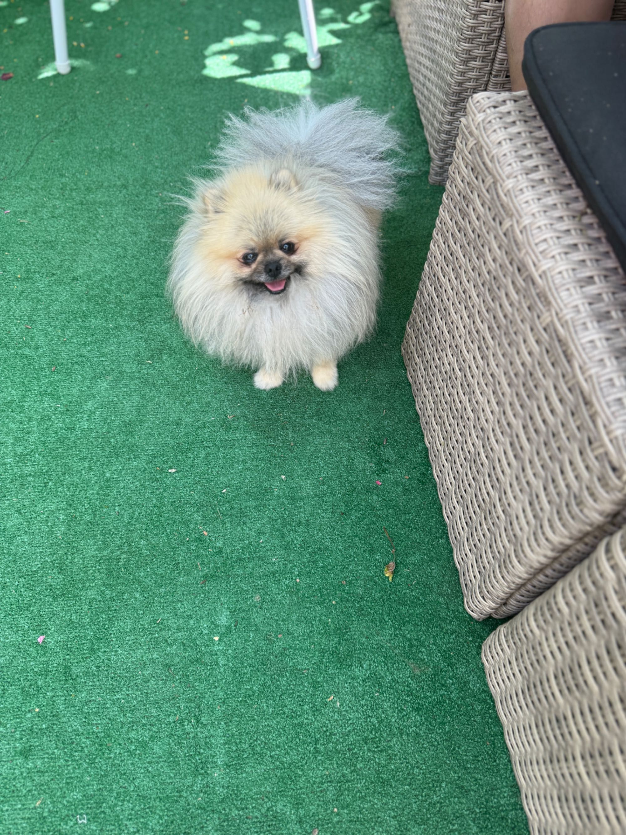Померан /pomeranians