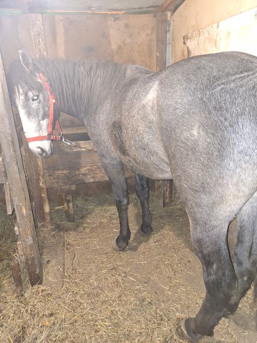 De vinzare sau schimb armăsar