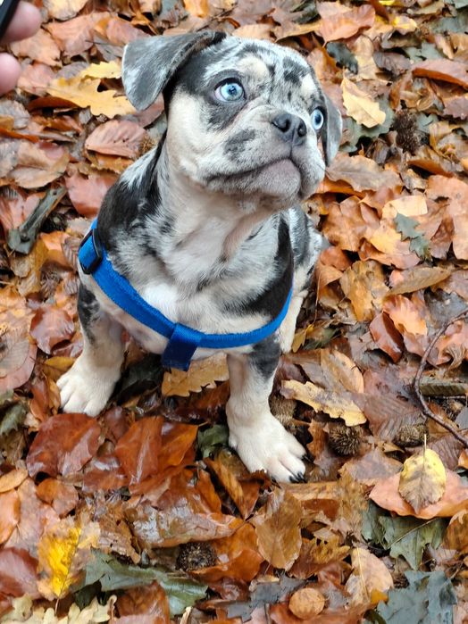 Продавам френски булдог мерле