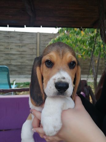 Căței Beagle cu pedigree!