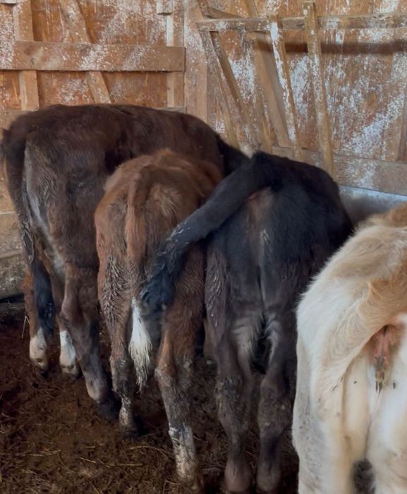 Vând 8 viței de rasă bună