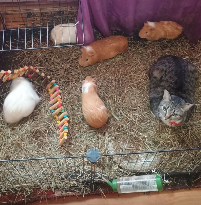 Porcușori de Guineea