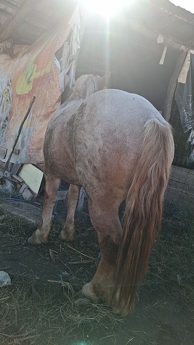 Vând sau schimb cu 2 vaci bune de lapte