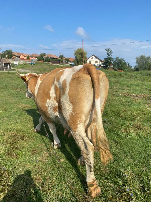 Vând vaca cu lapte