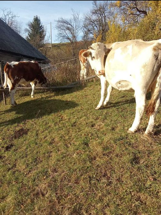 Vand 3 vaci si 2 vitei