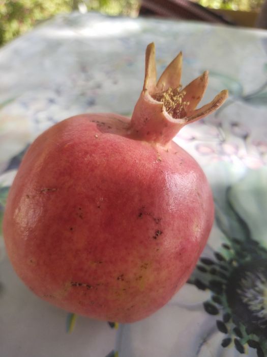 Гранат на продажу со своего огорода