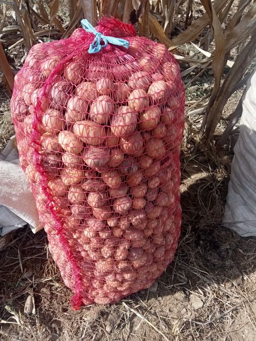 Cartofi pt animale!!