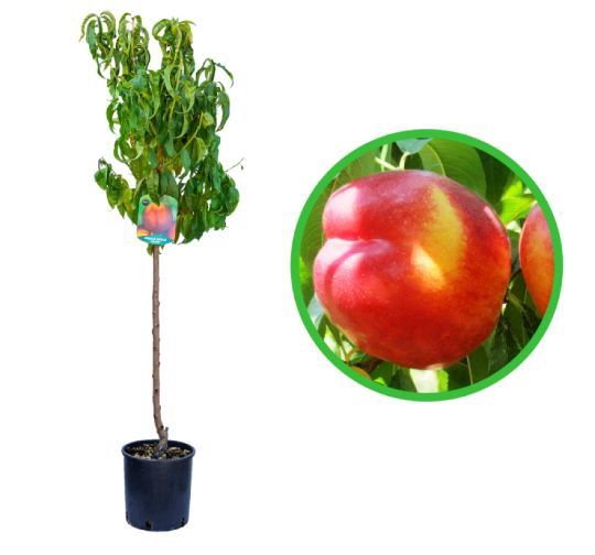 Pomi fructiferi La Ghiveci (Nectarin)