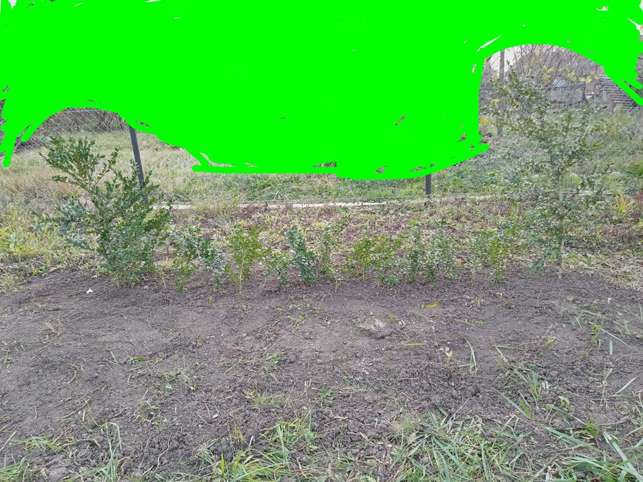 Buxus (tisa) diferite marimi