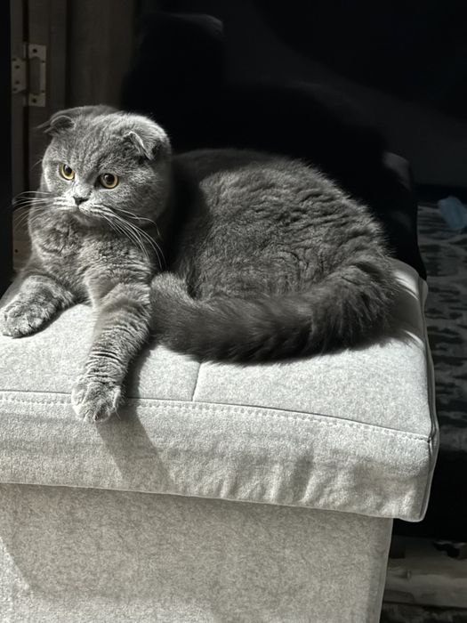 Кошка Скоттиш фолд