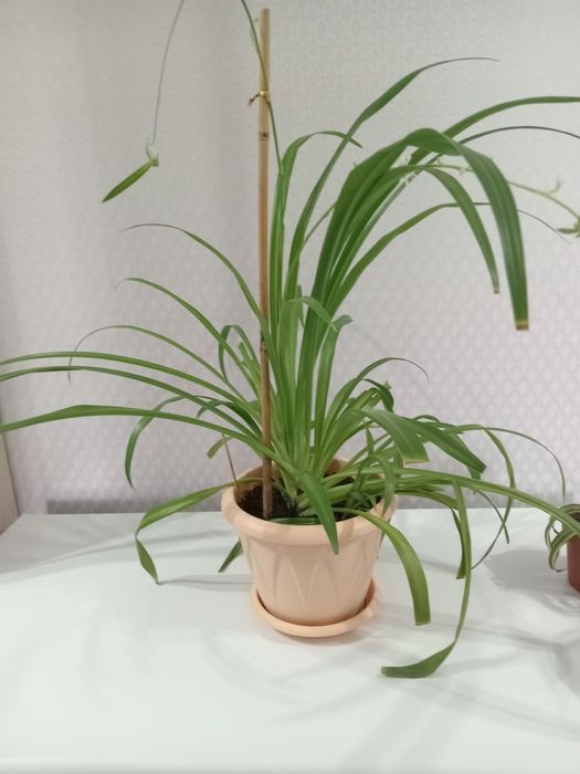 Продам комнатные растения