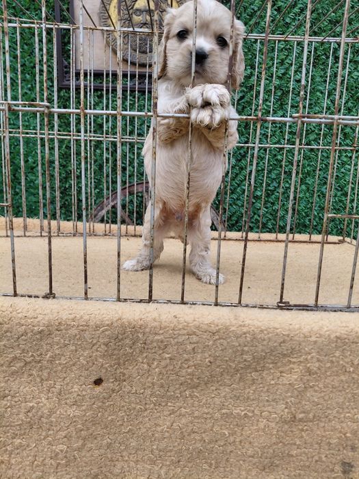 Американски кокер