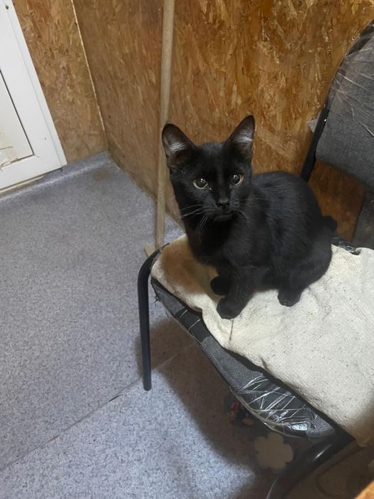 Котенок девочка и молодой котик ищет дом!