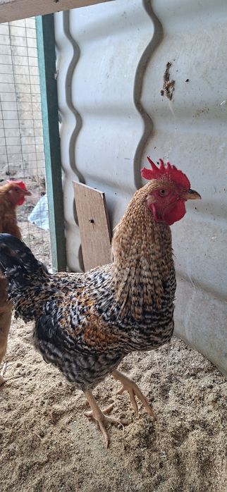 Продам или обменяю летних петухов