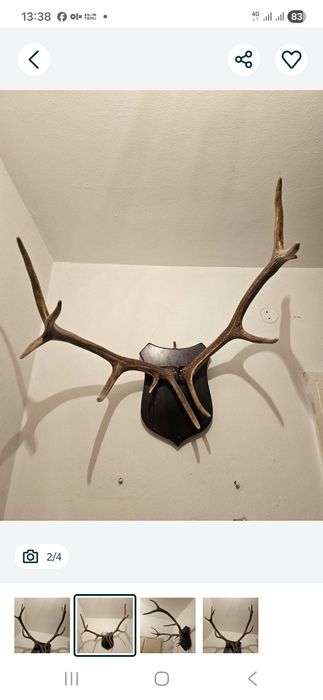 Vand trofee si coarne cerb carpatin+lopatar,caprior.Vezi 8 poze