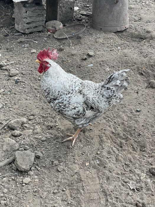 Rațe, cocosi, bibilici