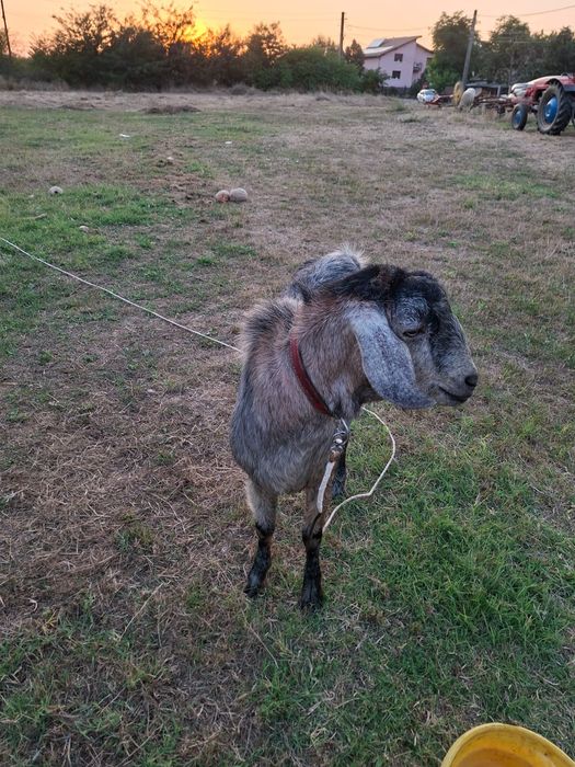 Țap de vânzare..