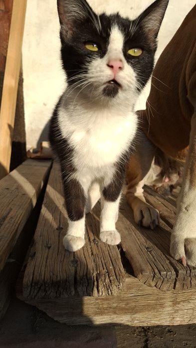 Пристраивается кошечка