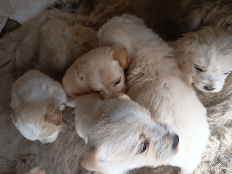 Căței de rasa , perfecți pentru companie!