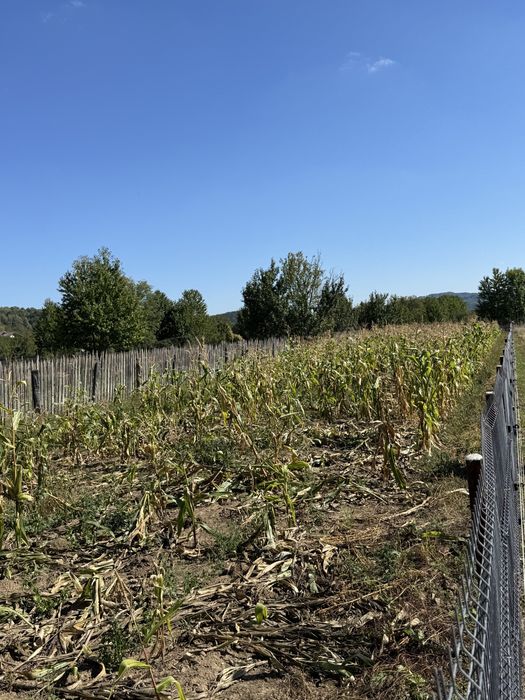 Teren intravilan de vanzare