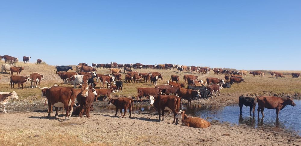 Пастбища и хозяйство