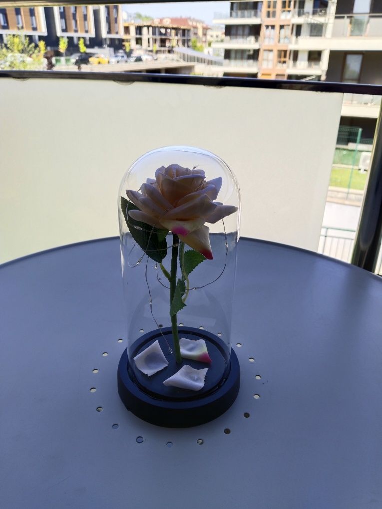 Роза под купол с осветление