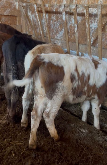 Vând 8 viței de rasă bună