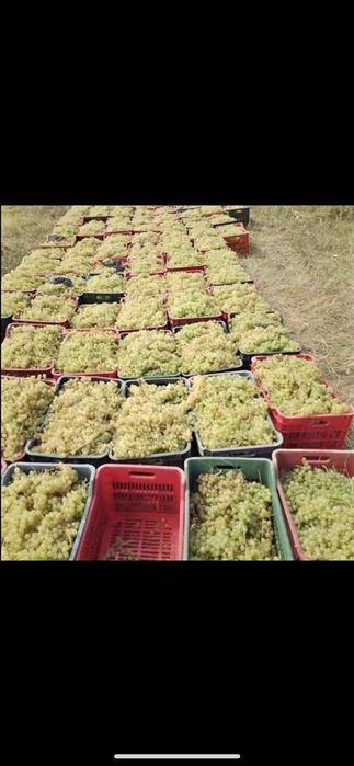 Struguri de vin la comanda