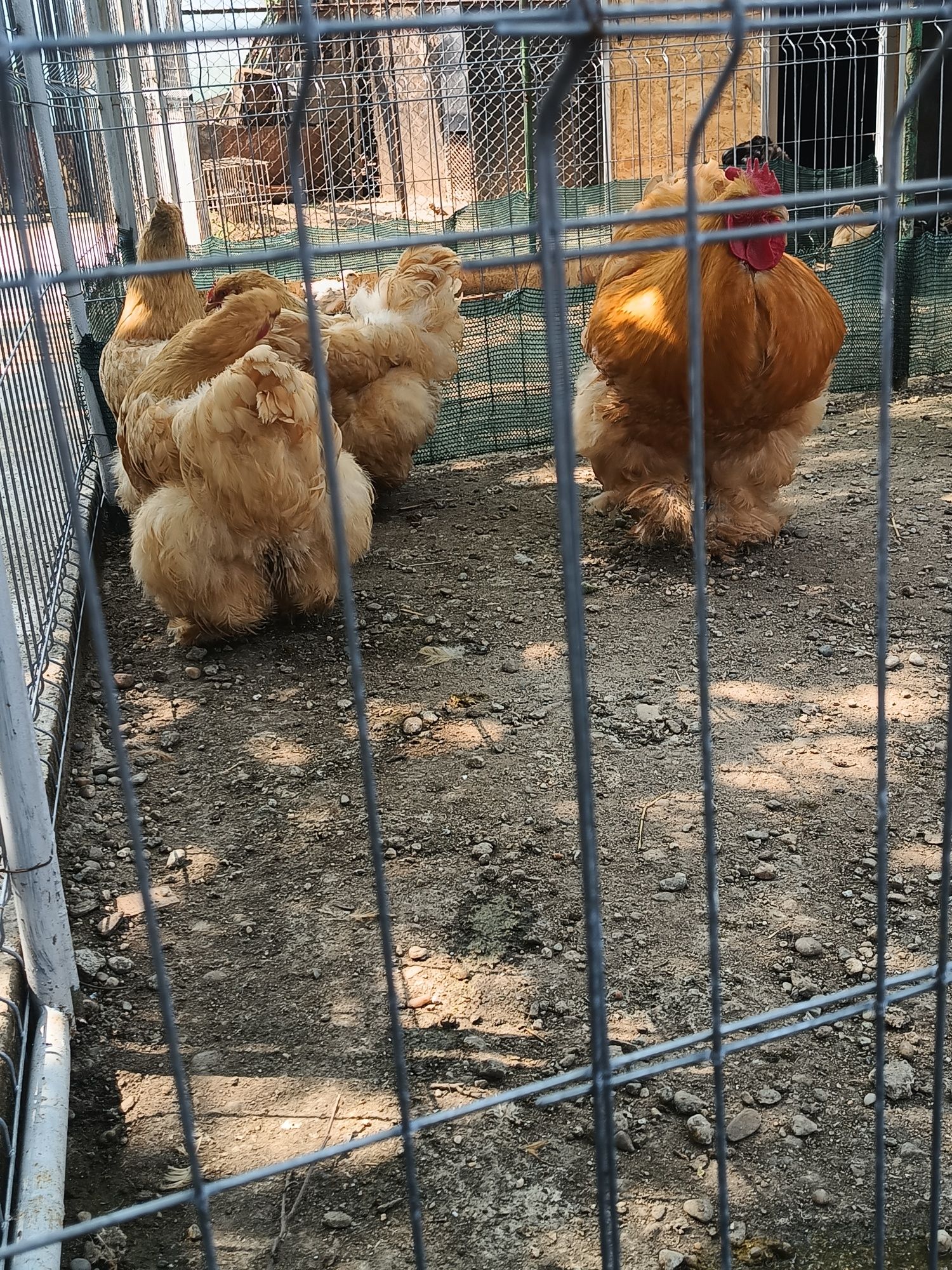 Cochinchina urias