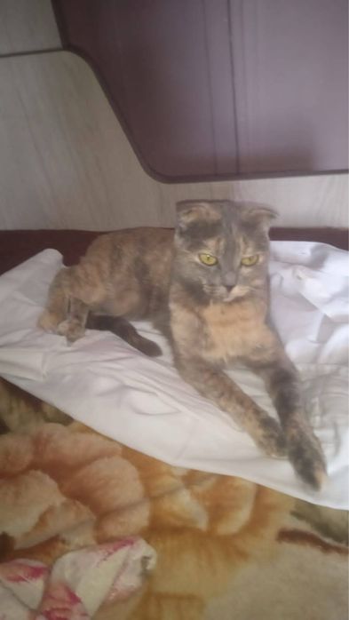Отдам бесплатно  кошку